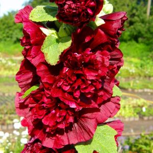Stockrose (Alcea rosea plena) CHATERS Scarlet