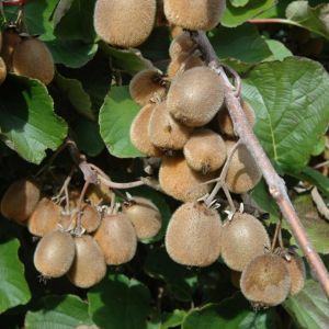 Große selbstbefruchtende Kiwi (Actinidia deliciosa) Solissimo