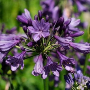Schmuck-Lilie (Agapanthus) Poppin Purple