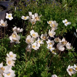 Dost  Bienenweide Wildstaude Weißer Gartendost Eupatorium rugosum 