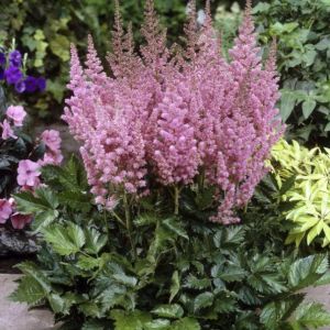 Prachtspiere (Astilbe chinensis) Vision in Pink®