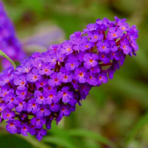 Zwerg-Schmetterlingsflieder (Buddleja davidii) BUZZ Pink Purple