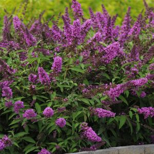 Zwerg-Schmetterlingsflieder (Buddleja davidii) FREE PETITE Tutti Frutti
