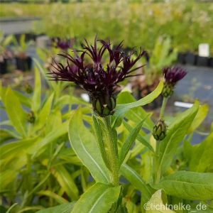 Berg-Flockenblume (Centaurea montana) Black Sprite®