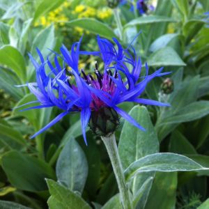 Bergflockenblume (Centaurea montana ) Bright Blue