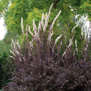 September-Silberkerze (Cimicifuga (Actaea) ramosa) Pink Spike