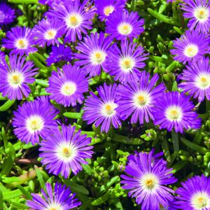 Mittagsblümchen (Delosperma) WHEELS OF WONDER Purple Wonder