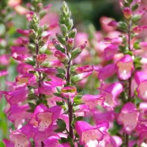 Fingerhut (Digitalis purpurea x isoplexis canariensis) ILLUMINATION Berry Canary