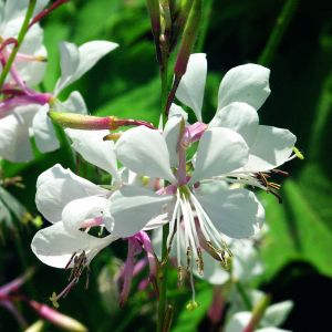 Saxifraga fortunei Herbst-Steinbrech Beni Tsukasa Staude Sorgfältige Verpackun 