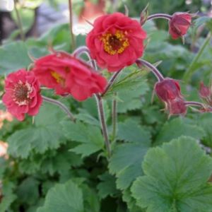 Nelkenwurz (Geum rivale) Flames of Passion®
