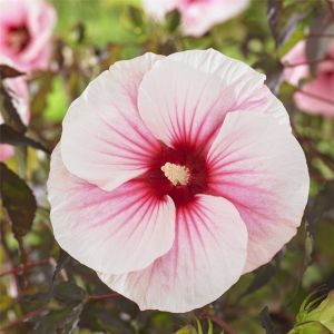 Riesen-Hibiskus (Hibiscus moscheutos) CAROUSEL Pink Candy®