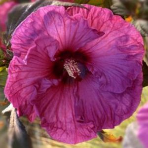 Hibiscus mosch. Carousel®Geant Red 18 cm Blütendurchmesser Riesen-Hibiskus 