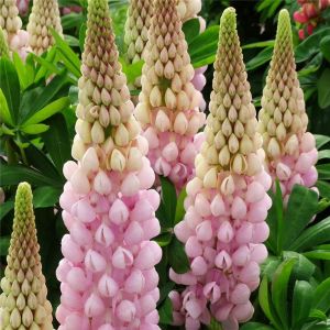 Hohe Vielblättrige Lupine (Lupinus polyphyllus) WEST COUNTRY Blossom®