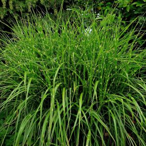 Stachelschweingras / Zebraschilf (Miscanthus sinensis) Strictus