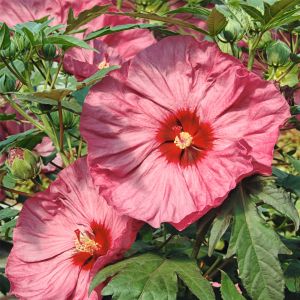 RiesenHibiskus (Hibiscus moscheutos) SUMMERIFIC Holy Grail