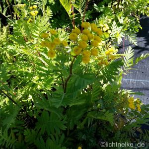 Gewöhnlicher Rainfarn (Tanacetum vulgare) 