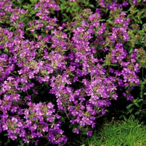 Teppichthymian (Thymus serpyllum) Purple Beauty