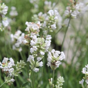 Lavendel (Lavandula angustifolia) White Fragrance