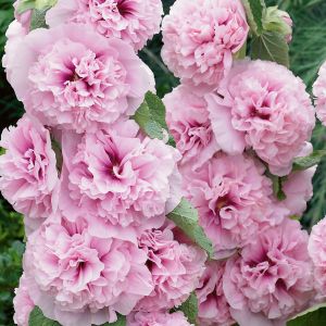 Stockrose (Alcea rosea) CHATERS Pink