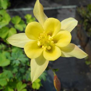 Akelei (Aquilegia) Spring Magic Yellow