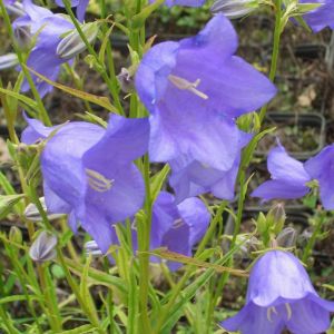 Pfirsichblättrige Glockenblume (Campanula persicifolia grandiflora ) Blaue Glocke