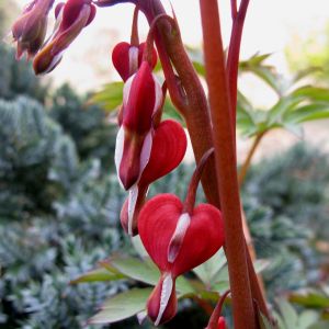 AUTUMN RED farbintensive Blütenschirme Sedum spectabile Pracht-Fetthenne 