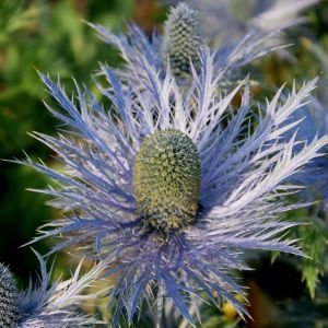 Alpen-Edeldistel (Eryngium alpinum) MAGICAL Blue Bayou