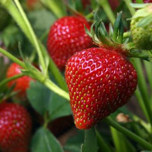 Immertragende Balkon-Erdbeere (Fragaria x ananassa) HUMMI® Meraldo