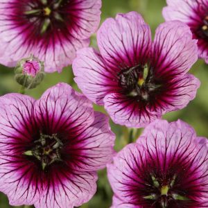 Storchschnabel (Geranium cinereum) JOLLY JEWEL Violet