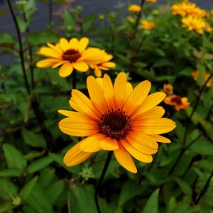 Sonnenauge (Heliopsis helianthoides) Punto Rosso