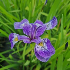 Verschiedenfarbige Schwertlilie (Iris versicolor) 