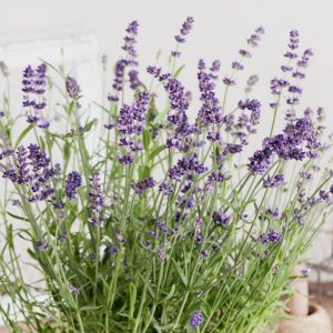 Lavendel (Lavandula angustifolia) Ardéche Blue