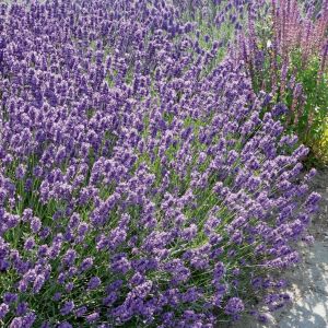 Lavendel (Lavandula angustifolia) Dwarf Blue