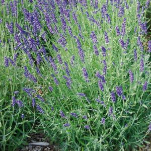 Lavendel (Lavandula angustifolia) Munstead Strain