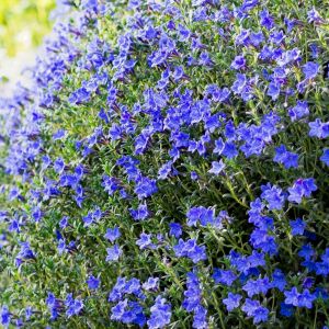 Bärentatze (Acanthus) Whitewater | Lichtnelke Pflanzenversand