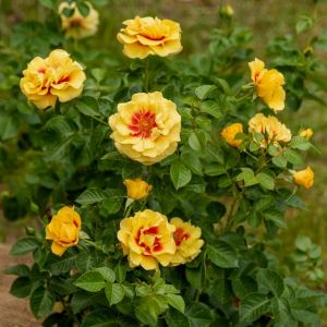 Bodendecker-Rose (Züchterrose) Orienta Aylin