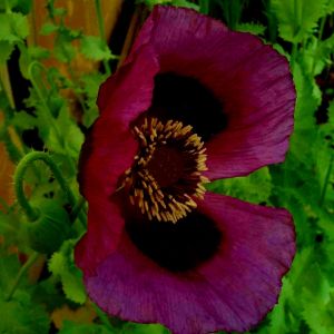 Türkischer Mohn (Papaver orientale) Royal Chocolate Distinction