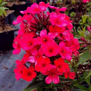 Flammenblume Phlox pan Early WHITE niedriger Wuchs Kübel Staude kompakt kräftig 