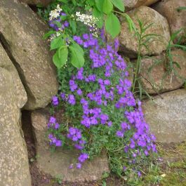 56+ Baldur-Garten Blaukissen &#039;Cascade Blue, Bereits ab april