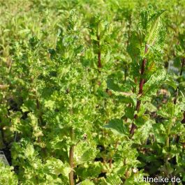 Krause Minze Mentha Crispa | Lichtnelke Pflanzenversand