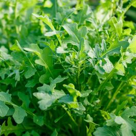 Wilde Rauke Rucola Pflanze Lichtnelke Pflanzenversand