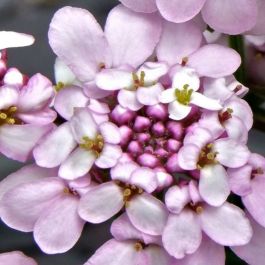 Immergrüne Rosa Schleifenblume Iberis Lichtnelke Pflanzenversand