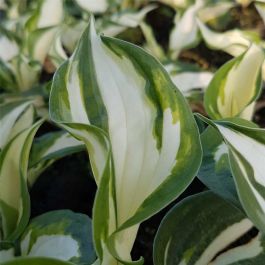 Funkie Hosta Fire And Ice Lichtnelke Pflanzenversand