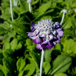 Himalayaprimel (Primula capitata) Salvana Lichtnelke Pflanzenversand