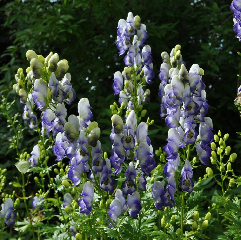 Zweifarbiger Eisenhut (Aconitum cammarum) Bicolor | Lichtnelke