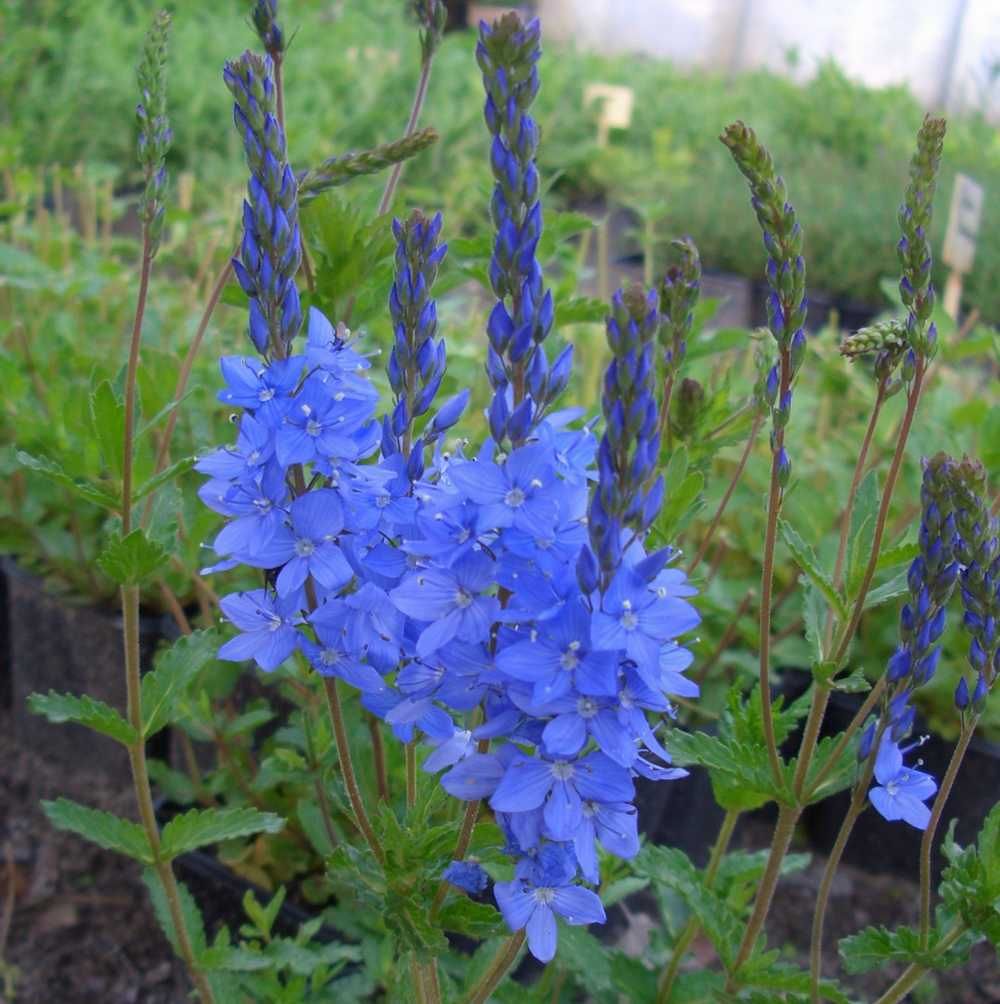 Österreichischer Ehrenpreis (Veronica austriaca ssp. teucrium
