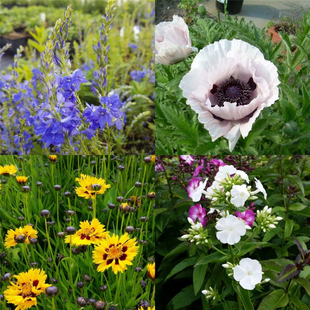 54 Stauden Pflanzen Mix Sonnenbeet Blau Weiß Gelb MIT PFLANZPLAN