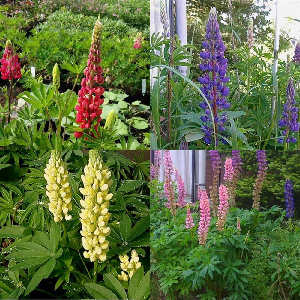 7 Pflanzen Lupinen (Lupinus) Mix Lichtnelke Pflanzenversand