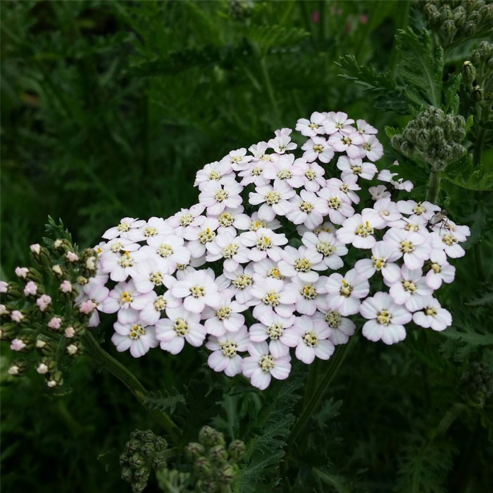 Schafgarbe (Achillea millefolium) Schneetaler | Lichtnelke Pflanzenversand Schafgarbe (Achillea millefolium) Schneetaler | Lichtnelke Pflanzenversand