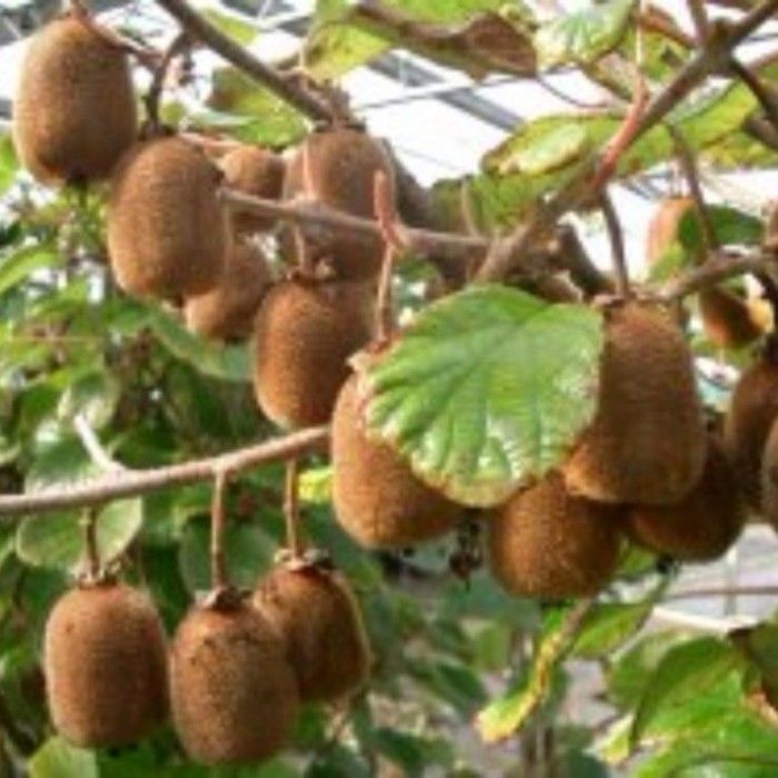 Selbstbefruchtende Kiwi (Actinidia deliciosa) Boskoop Lichtnelke